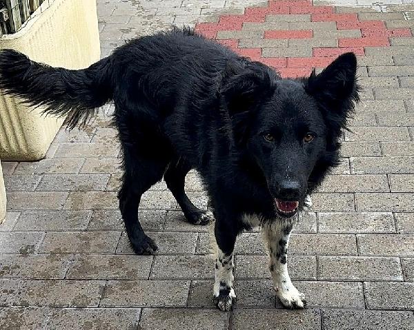 Nicholas Border Collie